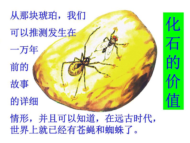 人教部编版语文四下-5琥珀 课件第6页