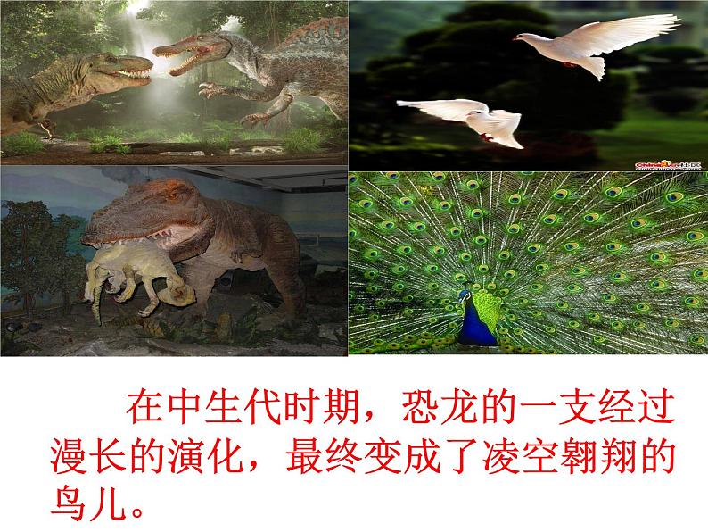 四年级下册语文课件-6飞向蓝天的恐龙 |部编版02