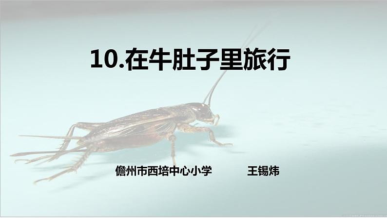 小学语文 人教课标版(部编) 三年级上册 《在牛肚子里旅行》 课件01