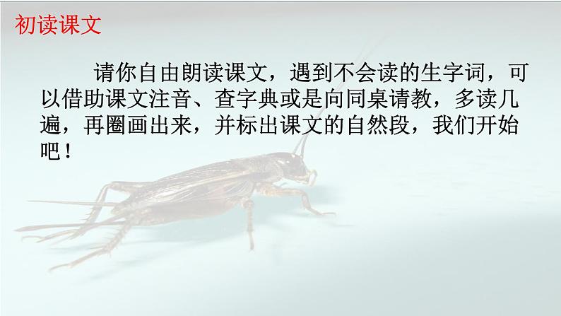 小学语文 人教课标版(部编) 三年级上册 《在牛肚子里旅行》 课件05