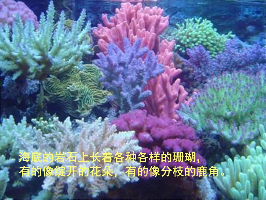 小學(xué)語文人教課標(biāo)版（部編）  三年級上冊 18 富饒的西沙群島 課件第5頁
