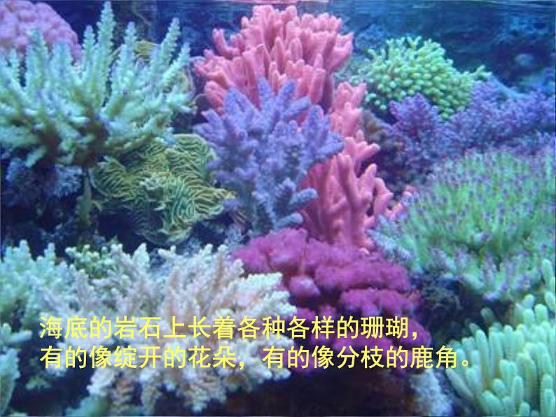 小学语文人教课标版(部编) 三年级上册 18 富饶的西沙群岛 课件05