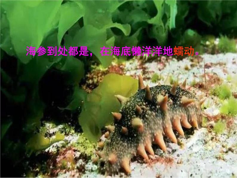 小学语文人教课标版(部编) 三年级上册 18 富饶的西沙群岛 课件06
