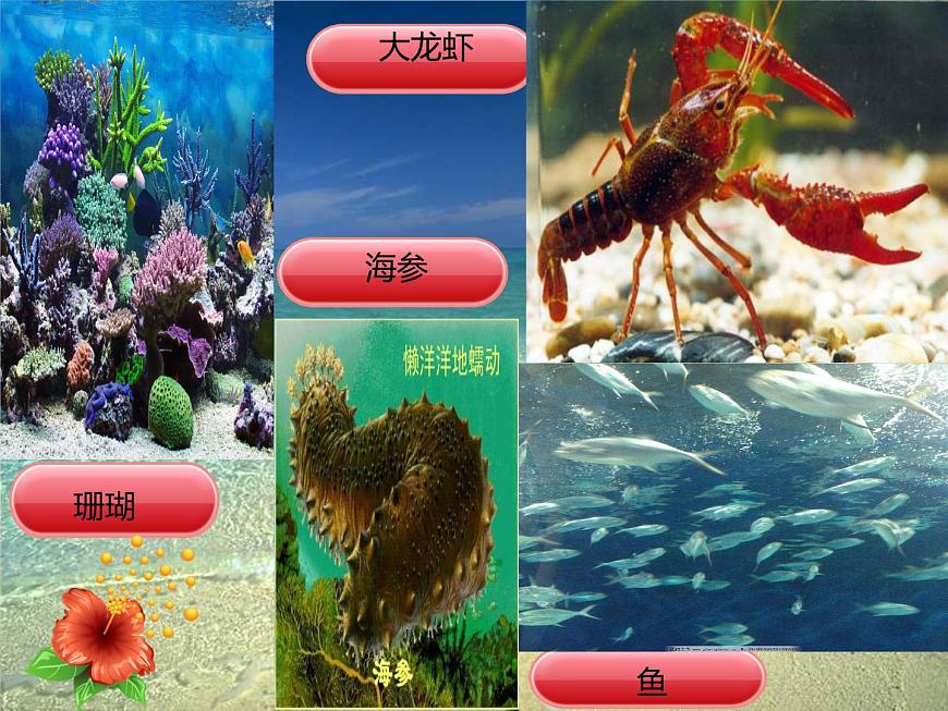 小學(xué)語(yǔ)文人教課標(biāo)版（部編）三年級(jí)上冊(cè)18富饒的西沙群島 (1) 課件第7頁(yè)