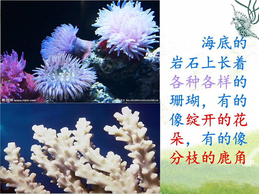 小學(xué)語(yǔ)文人教課標(biāo)版（部編）三年級(jí)上冊(cè)18富饒的西沙群島 (1) 課件第8頁(yè)
