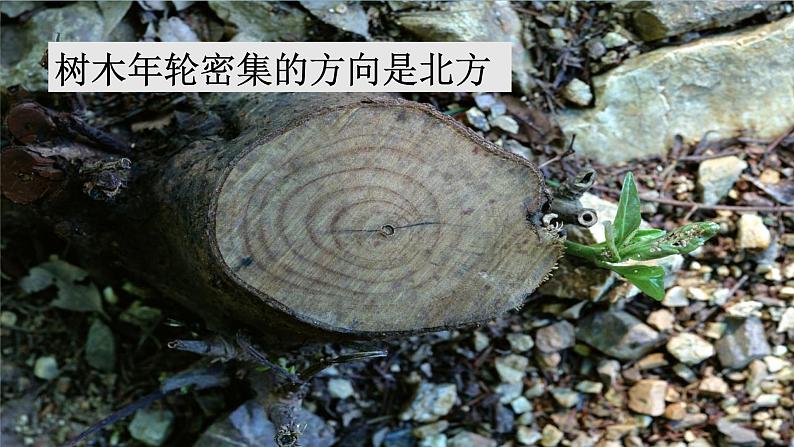 要是你在野外迷了路课件 部编版语文二年级下册第6页