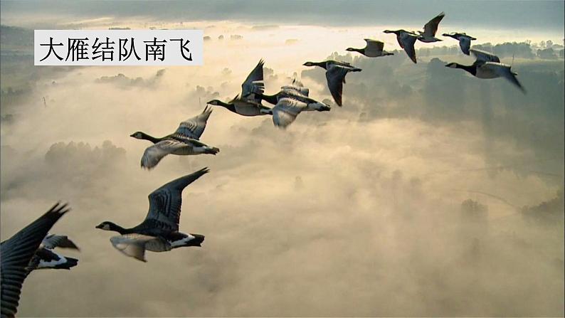 要是你在野外迷了路课件 部编版语文二年级下册第7页