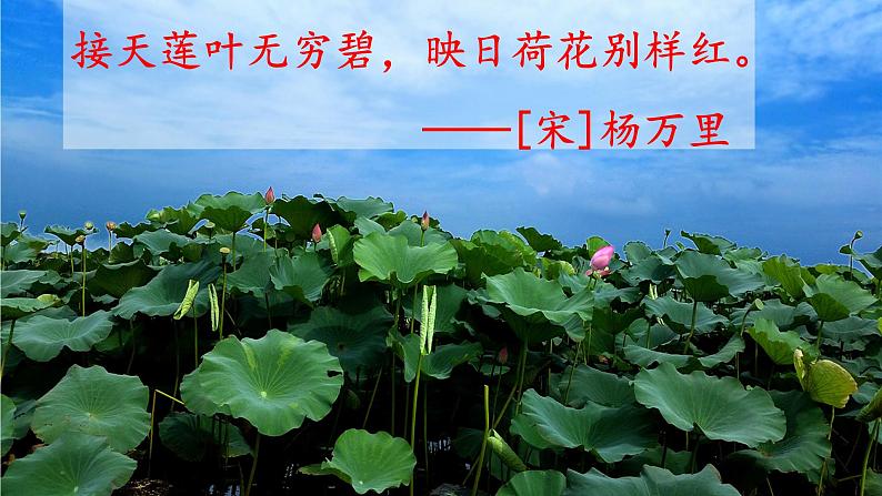 三年级语文下册课件-3 荷花11-部编版(共13张PPT)第2页