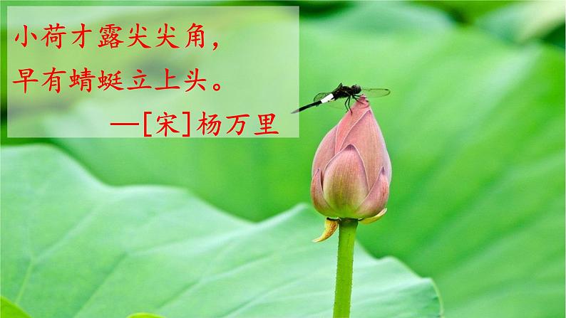 三年级语文下册课件-3 荷花11-部编版(共13张PPT)第3页