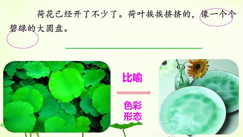三年级语文下册课件-3 荷花11-部编版(共13张PPT)第5页