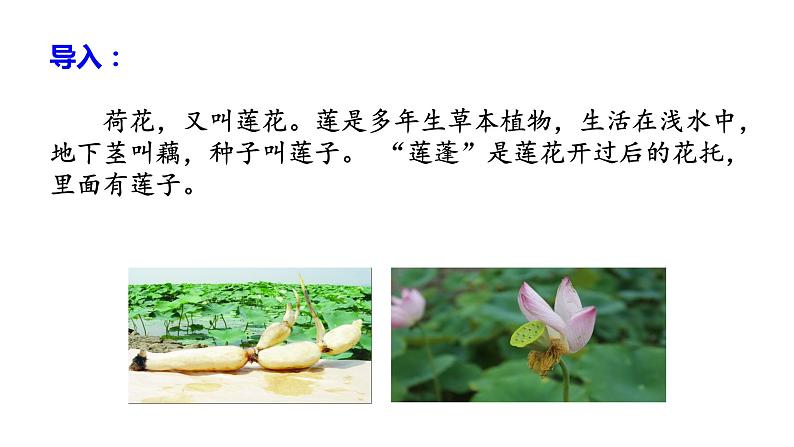 三年级语文下册课件-3 荷花 (共10张PPT)-部编版第3页