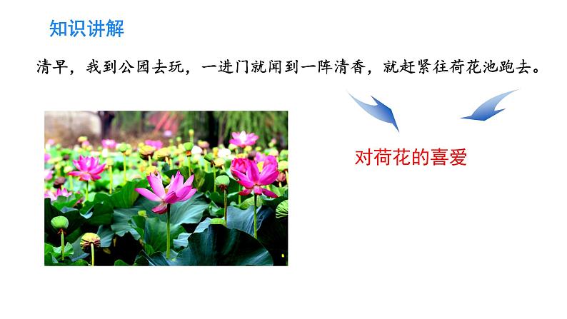 三年级语文下册课件-3 荷花 (共10张PPT)-部编版第4页