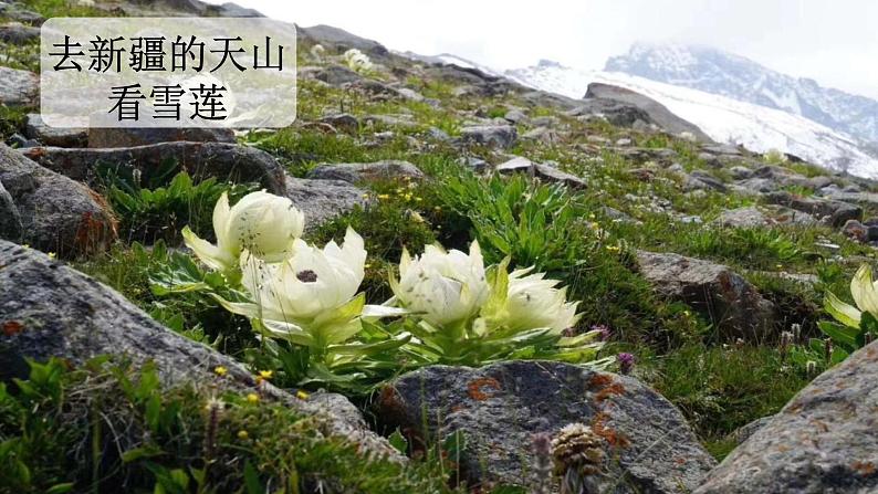 我多想去看看 课件 部编版语文一年级下册04