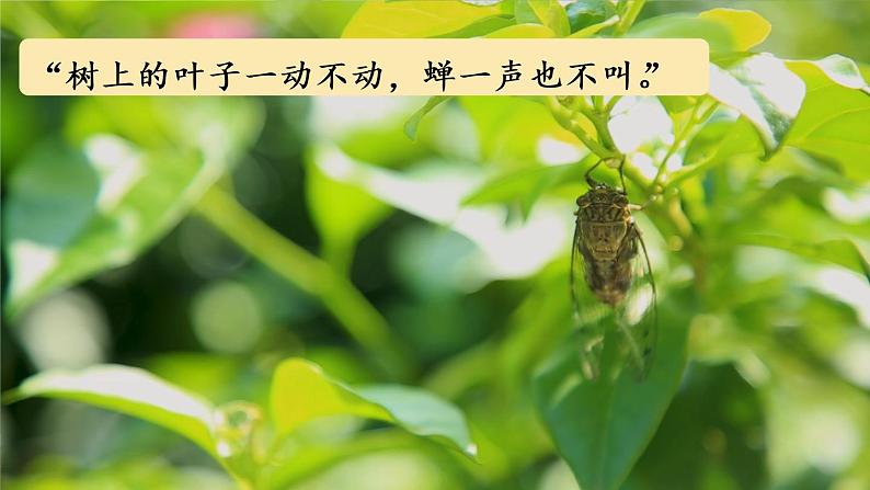 16 雷雨教学课件08