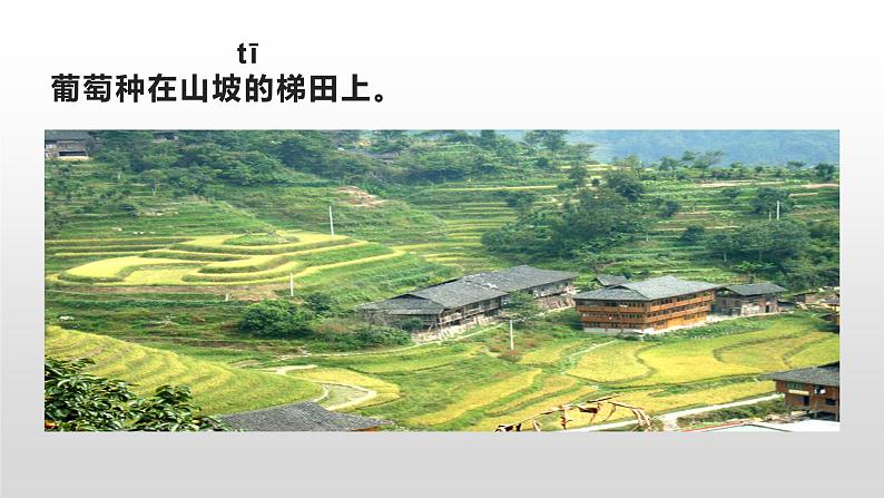 11.葡萄沟 (课件)(15张)05