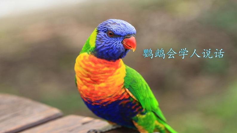 部编版二年级语文上册 第一单元 口语交际:有趣的动物 课件02
