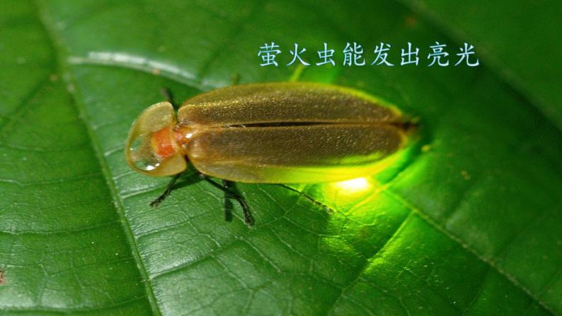 部编版二年级语文上册 第一单元 口语交际:有趣的动物 课件03