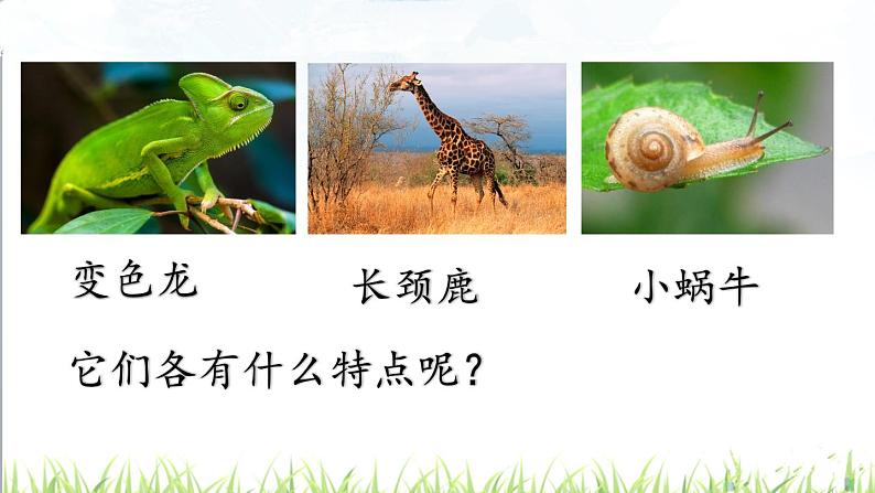 部编版二年级语文上册 第一单元 口语交际:有趣的动物 课件05