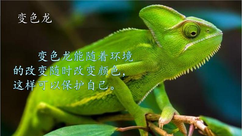 部编版二年级语文上册 第一单元 口语交际:有趣的动物 课件06