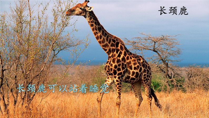 部编版二年级语文上册 第一单元 口语交际:有趣的动物 课件07