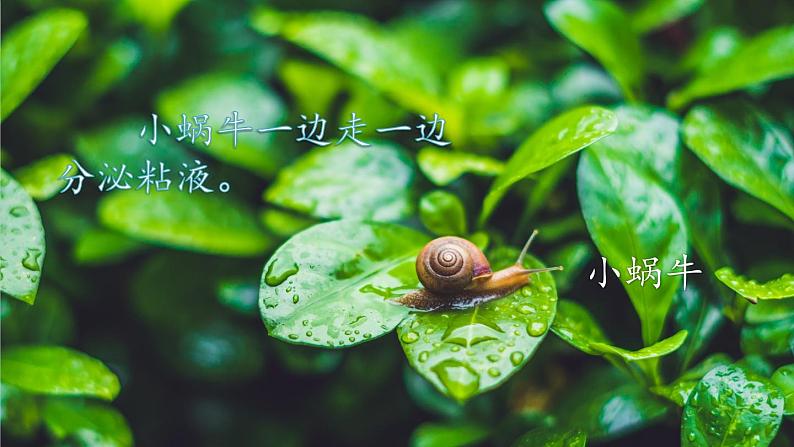 部编版二年级语文上册 第一单元 口语交际:有趣的动物 课件08