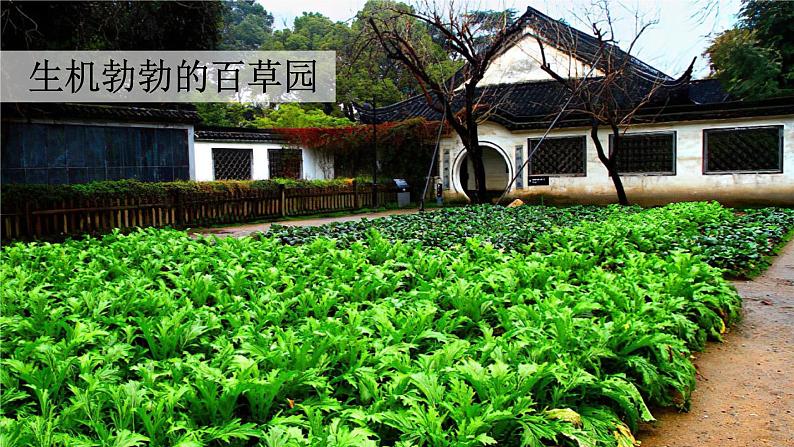 祖父的园子 课件 部编版语文五年级下册04