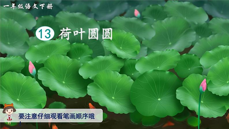 部编版小学语文一年级下册13荷叶圆圆(生字讲解)第1页