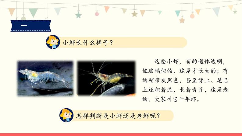 部编版小学语文三年级下册15《小虾》课件第6页