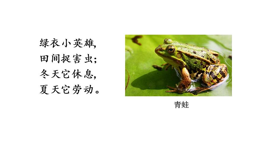 青蛙寫詩部編版語文一年級上冊課件第5頁