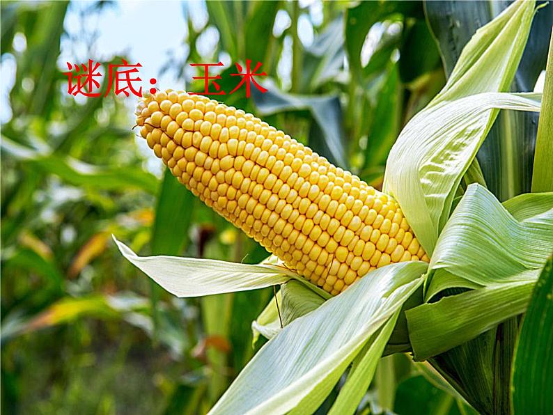 一年级下册语文课件-10.端午粽(共25张PPT)第2页