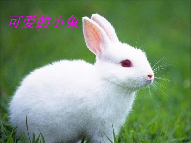 一年级下册语文课件-语文园地一(看图写话:喜羊羊的快乐学习)(共29张PPT)第5页