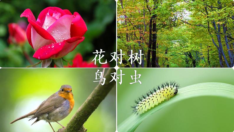 一年级上册语文部编版一年级上册语文部编版02 教学课件_对韵歌(第2课时)第6页