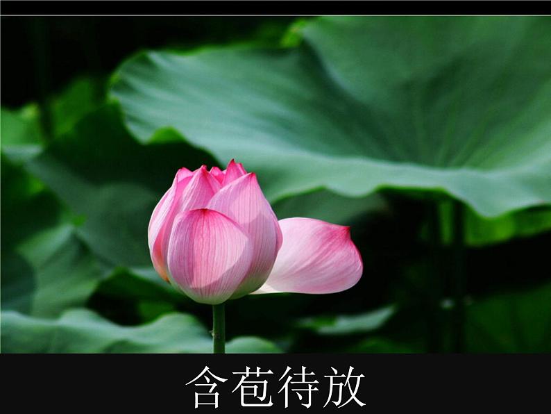 部编版语文一年级上册-04课文(一)-03江南-课件03第4页