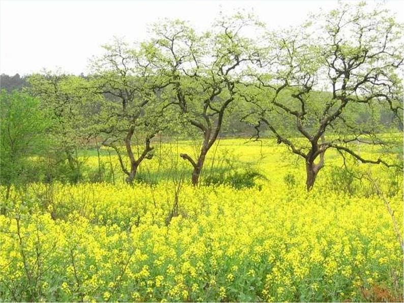 部编版语文一年级上册-04课文(一)-04四季-课件05第8页