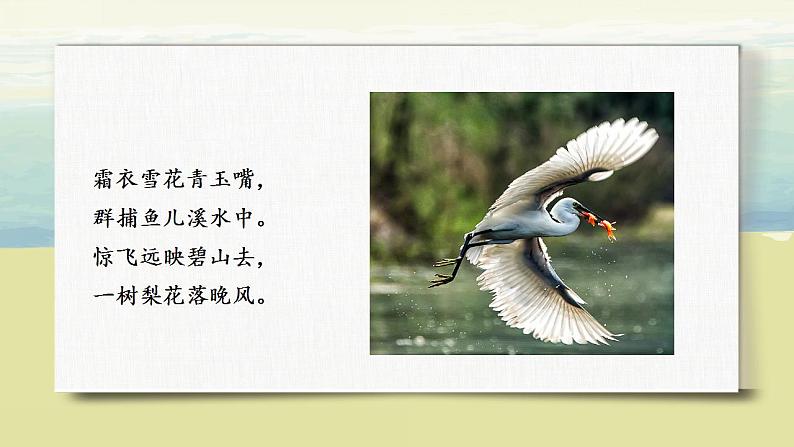 部编版语文五年级上册《白鹭》课件第4页