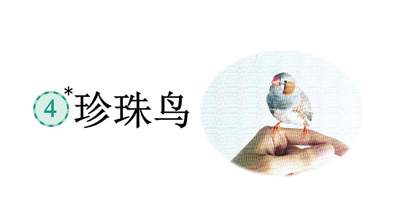 4 珍珠鸟(课件) 部编版语文五年级上册07