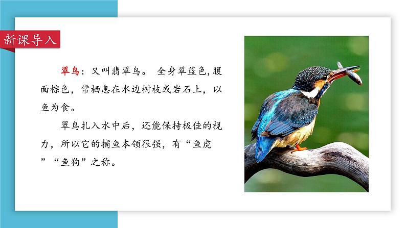 部编版语文三年级上册 教学课件_搭船的鸟1(第1课时)第2页
