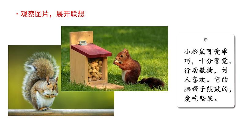 习作:小小“动物园” 课件 部编版语文四年级上册06