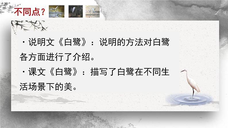 1.1《白鹭》(第二课时)课件第8页