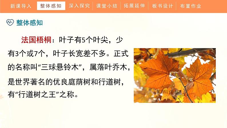 5《铺满金色巴掌的水泥道》(课件)部编版语文三年级上册08