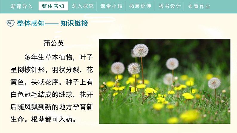 16《金色的草地》 (课件)部编版语文三年级上册08