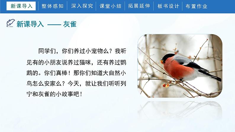25《灰雀》(课件)部编版语文三年级上册04