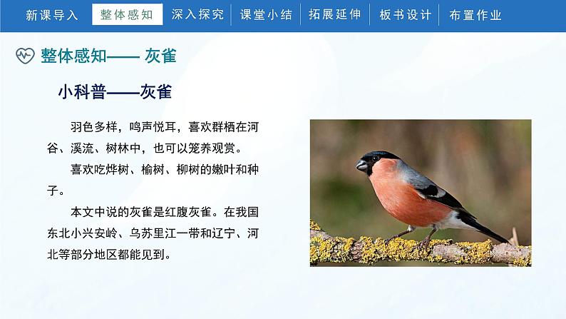 25《灰雀》(课件)部编版语文三年级上册07