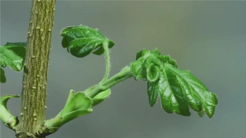 人教部编版语文三年级上册 20.美丽的小兴安岭 课件1第5页
