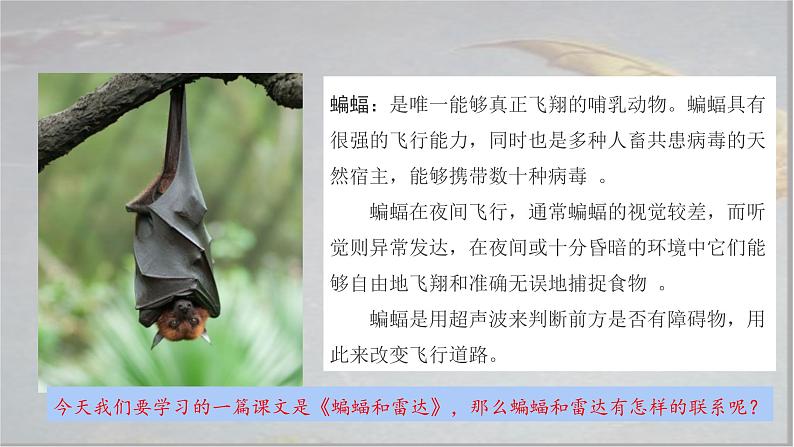 部编版语文四上6.《夜间飞行的秘密》课件+教案+素材02