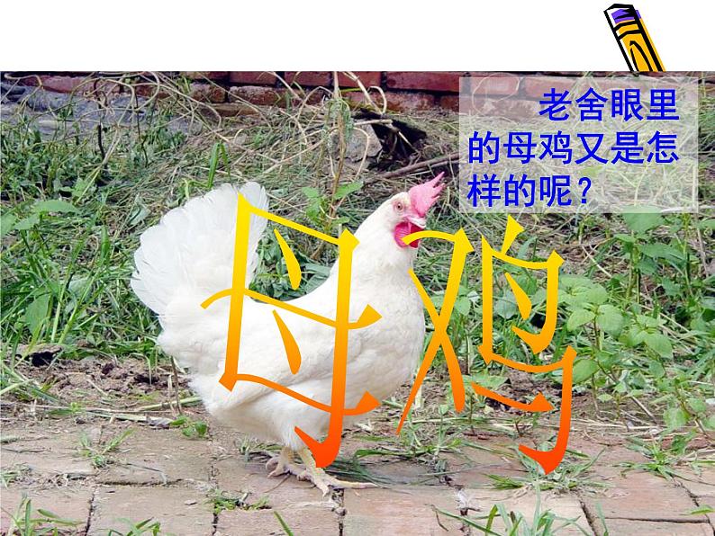部编语文《14 母鸡》PPT课件第1页