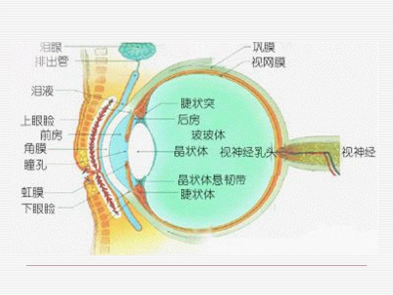 部编版四年级语文上册--口语交际:爱护眼睛,保护视力-课件2第5页