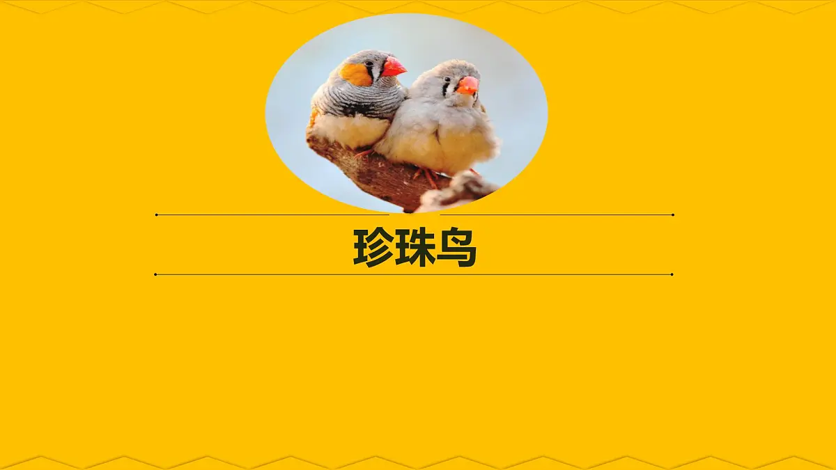 人教部编版语文五年级上册 4.珍珠鸟 课件1第1页