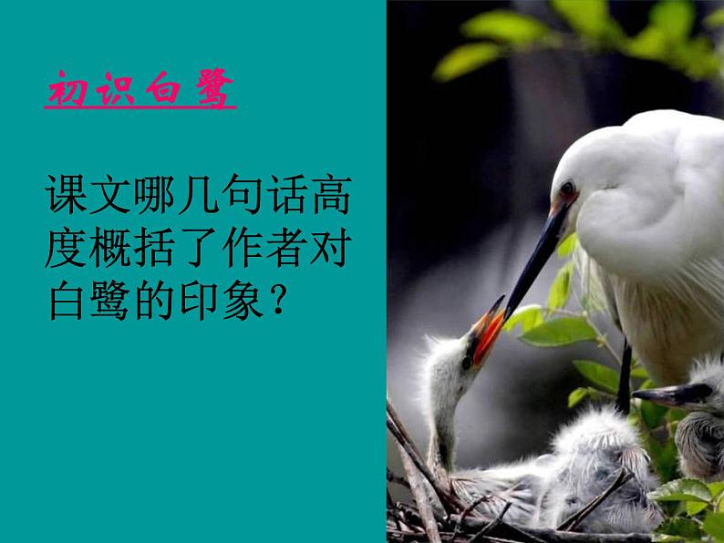 部编版五年级语文上册--1.白鹭-课件第5页