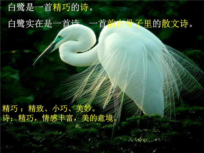 部编版五年级语文上册--1.白鹭-课件第6页